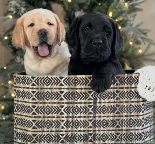 Labrador inglês