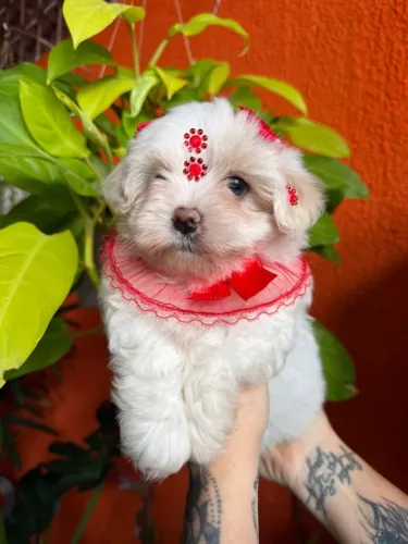 Maltês Micro Fêmea