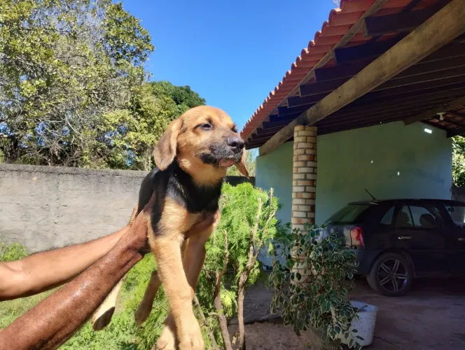 PASTOR ALEMÃO