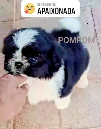 Lindo filhote Shihtzu pronto para amar e ser amado