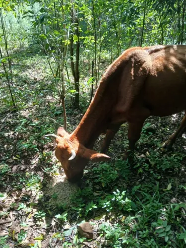 Vaca prenha