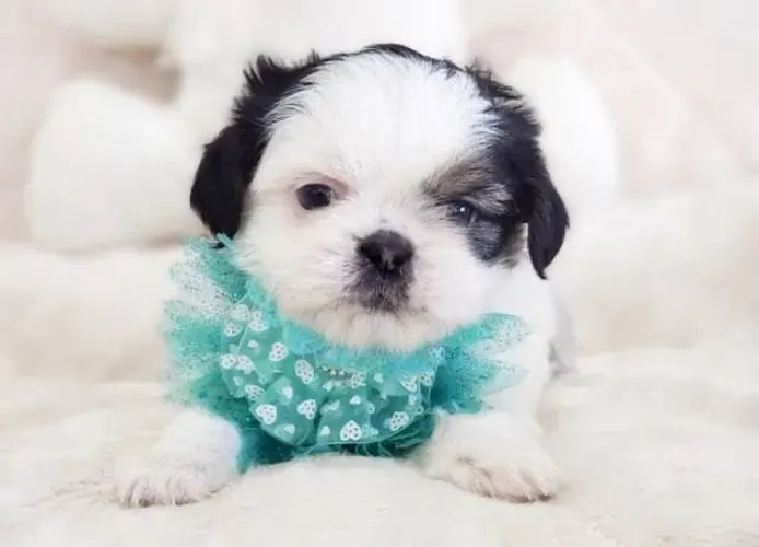 Shih Tzu esse aqui joga no time de amor verdadeiro