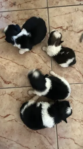 Animal