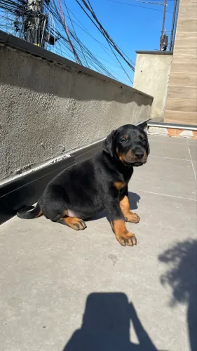 Filhotes de Doberman 