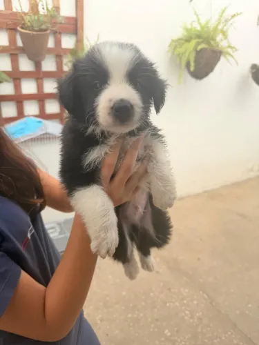 Filhotes de Border collie 