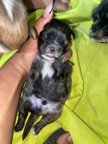 Shitzu macho para reserva