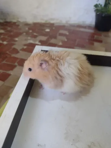Hamister sírio