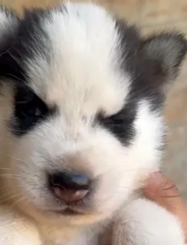 Husky siberiano com olhos incriveis