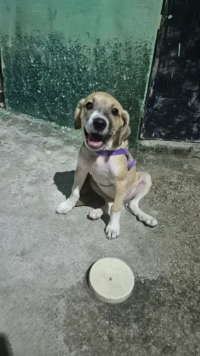 FILHOTE PARA ADOÇÃO
