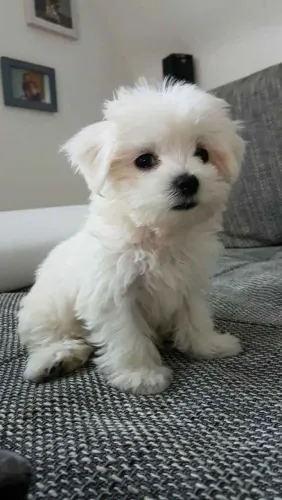 Filhote maltês, Seu melhor amigo peludo pode estar aqui!