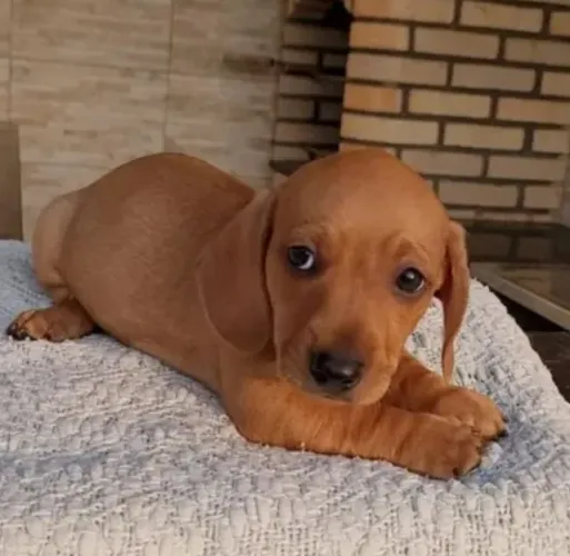 Basset Mini Dachshund Filhotes Charmosos. 