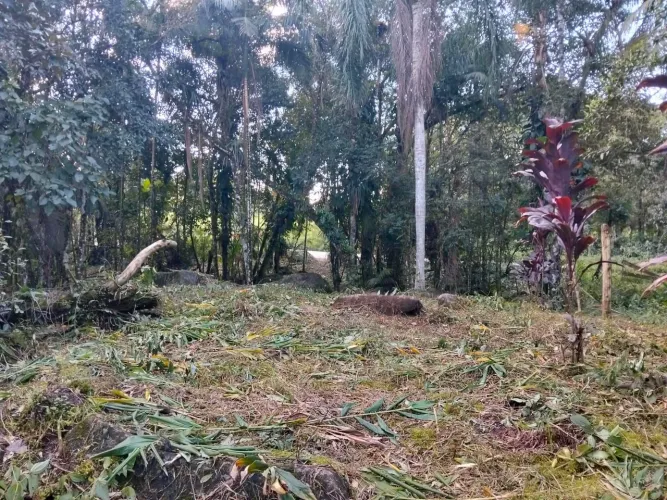 Terreno bom para chácara 8.360m² com alguns pés de banana e pupunha