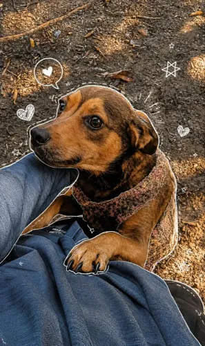 Doação de dog