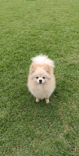Macho lulu da Pomerânia