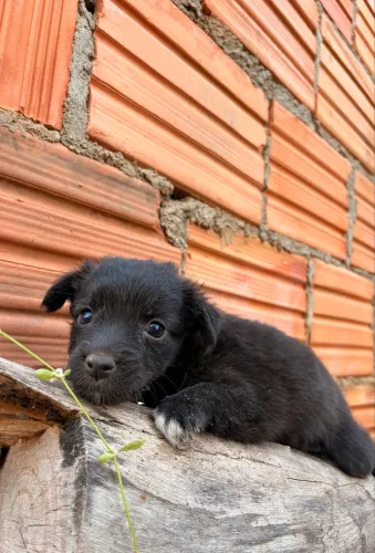 Adote a Luna