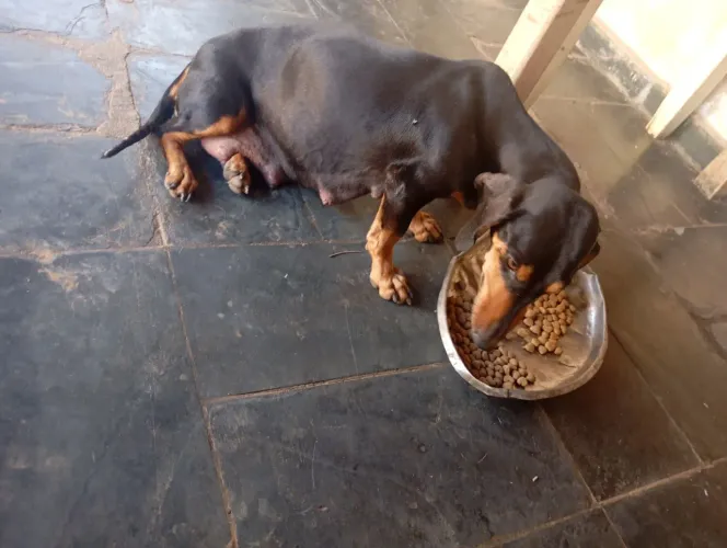 Doação de filhotes de cachorro