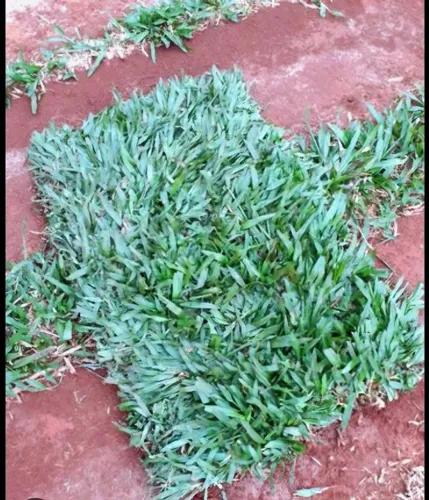 Grama São Carlos Natural