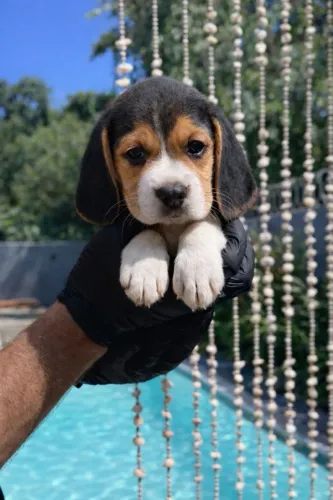 beagles tricolor