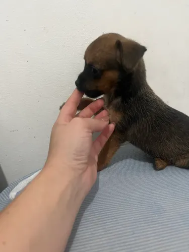Vendo Pinscher 1 