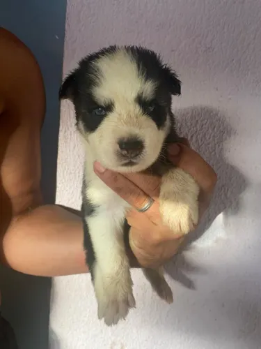 Husky siberiano