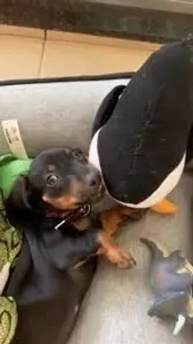Dachshund: Um Filhote Pode Transformar Sua Rotina