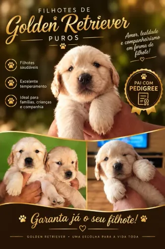 LINDOS FILHOTES DE GOLDEN RETRIEVER