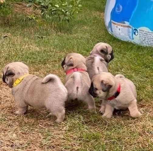 Pug um pacotinho de felicidade