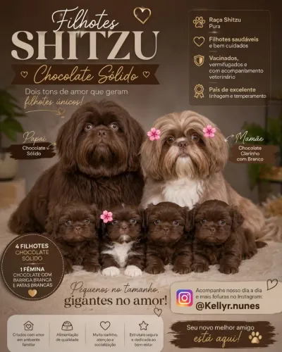 Micro filhotes de Shitzu chocolate 