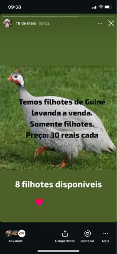 Guiné galinha da Angola pinto
