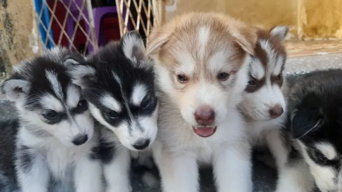 R$800 filhote husky siberiano