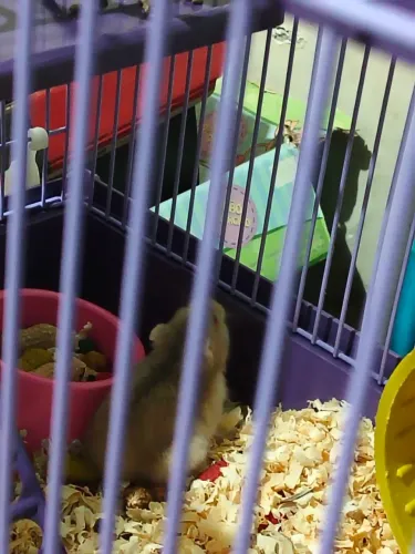 Hamster 