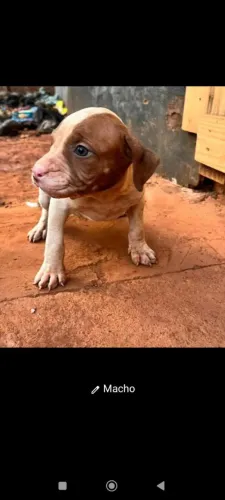 Pitbull