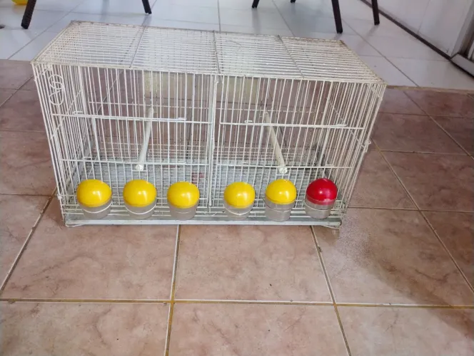 Gaiolas para canário do império