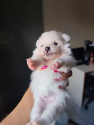 Spitz alemão anão machinho 