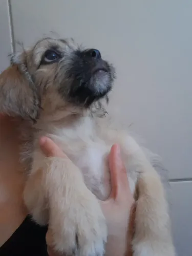 Cachorro filhote