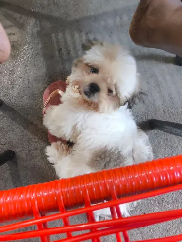 Estou vendo cachorro Shitzu macho 