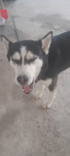 Husky siberiano femeia