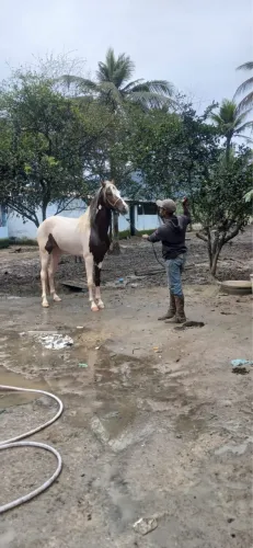 Cavalo potro novo lindo pampa .