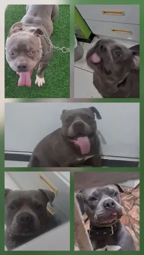 American bully macho filhote