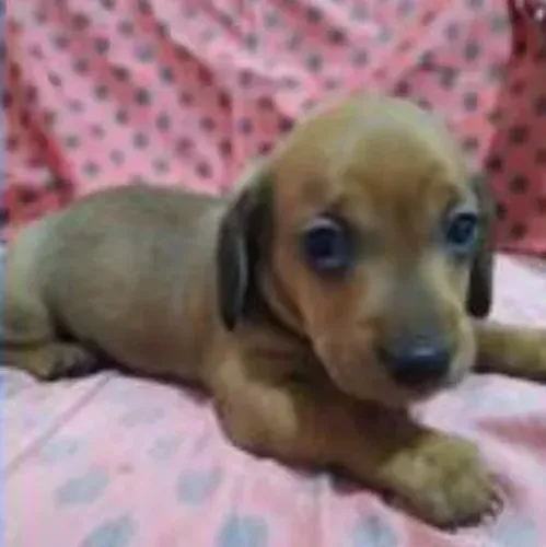 Dachshund - Beleza Superior. 