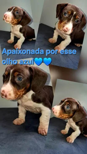 Filhotes de Linguicinhas dachshund 