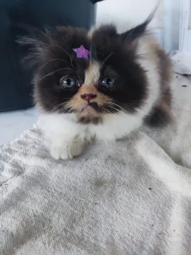 Gatos Persa original, além das imagens pessoalmente, pesquise para não ser enganado