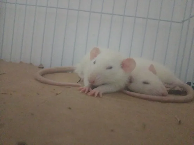 Rato Twist