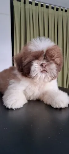 Shih tzu 