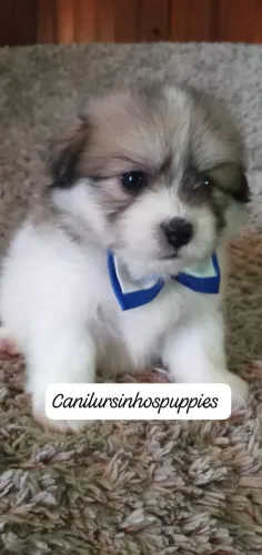 lhasa apso bebes machos e femeas disponíveis