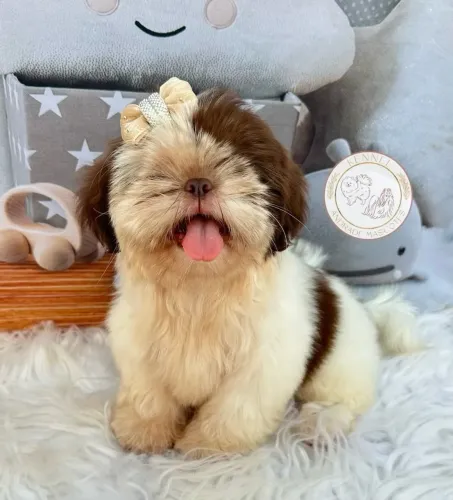 Shih tzu Fêmea com pedigree
