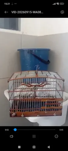 Gaiola para campeada semi nova