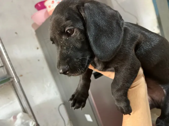 José