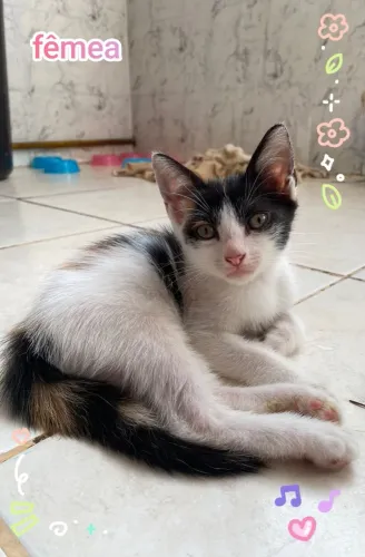 Adoção responsável gatinha