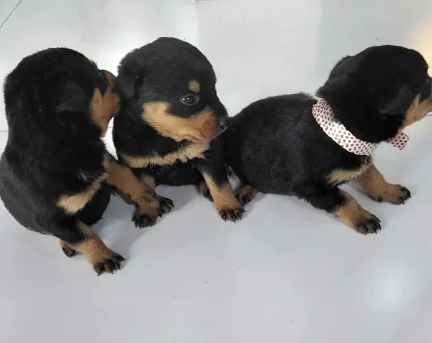 Rottweiler Esse dog foi feito para caminhar ao seu lado